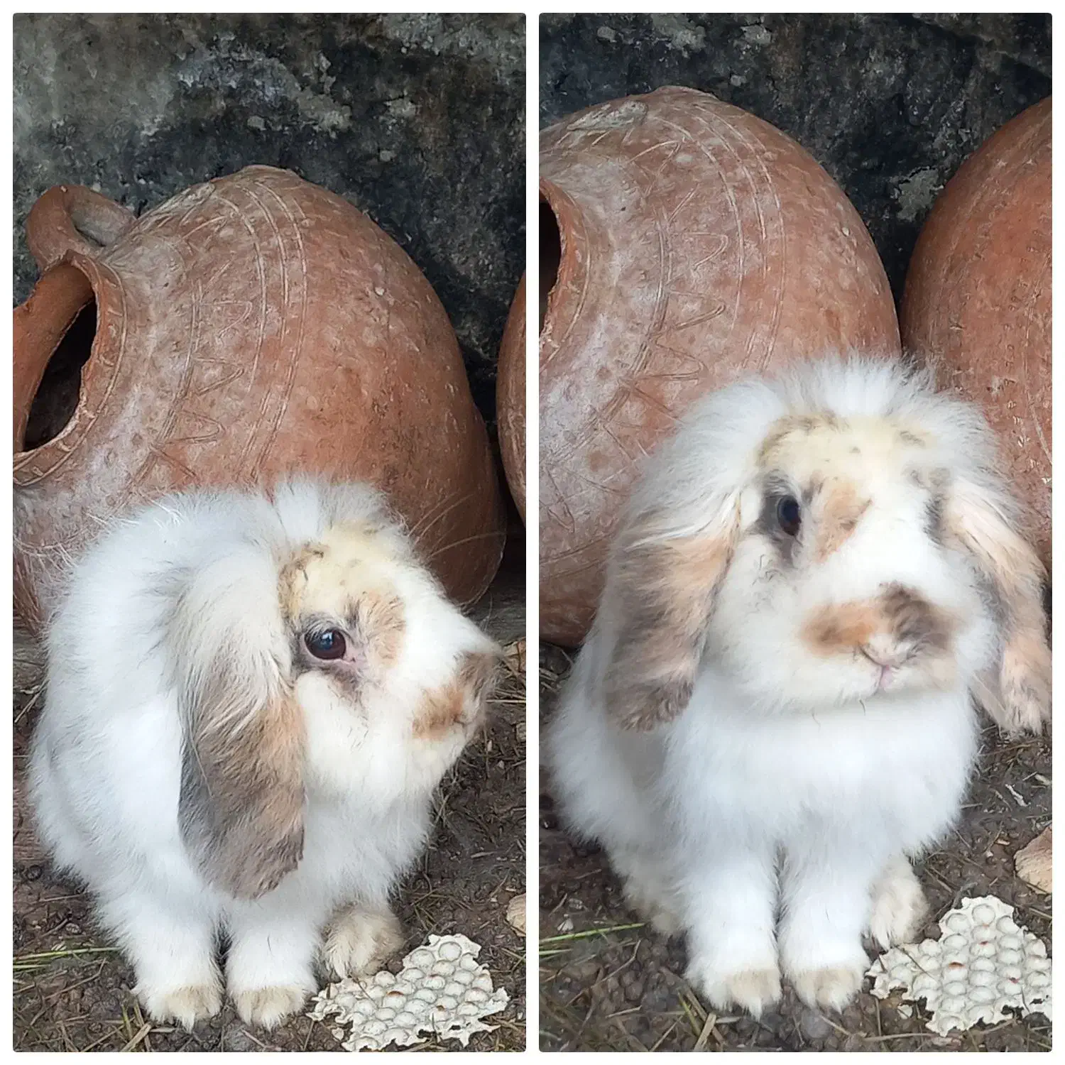 فروش انواع خرگوش ها|موش و خرگوش|لنگرود, |دیوار