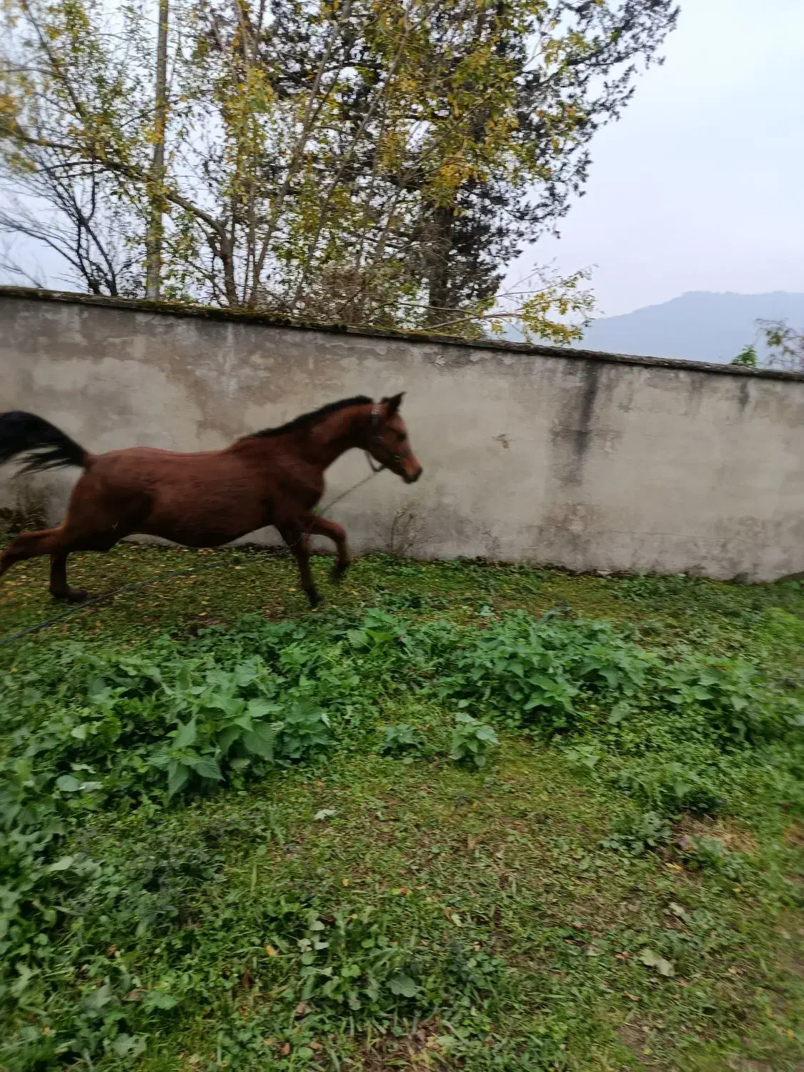 کره نریان ده ماهه عرب دوسر|اسب و تجهیزات اسبسواری|ماسال, |دیوار