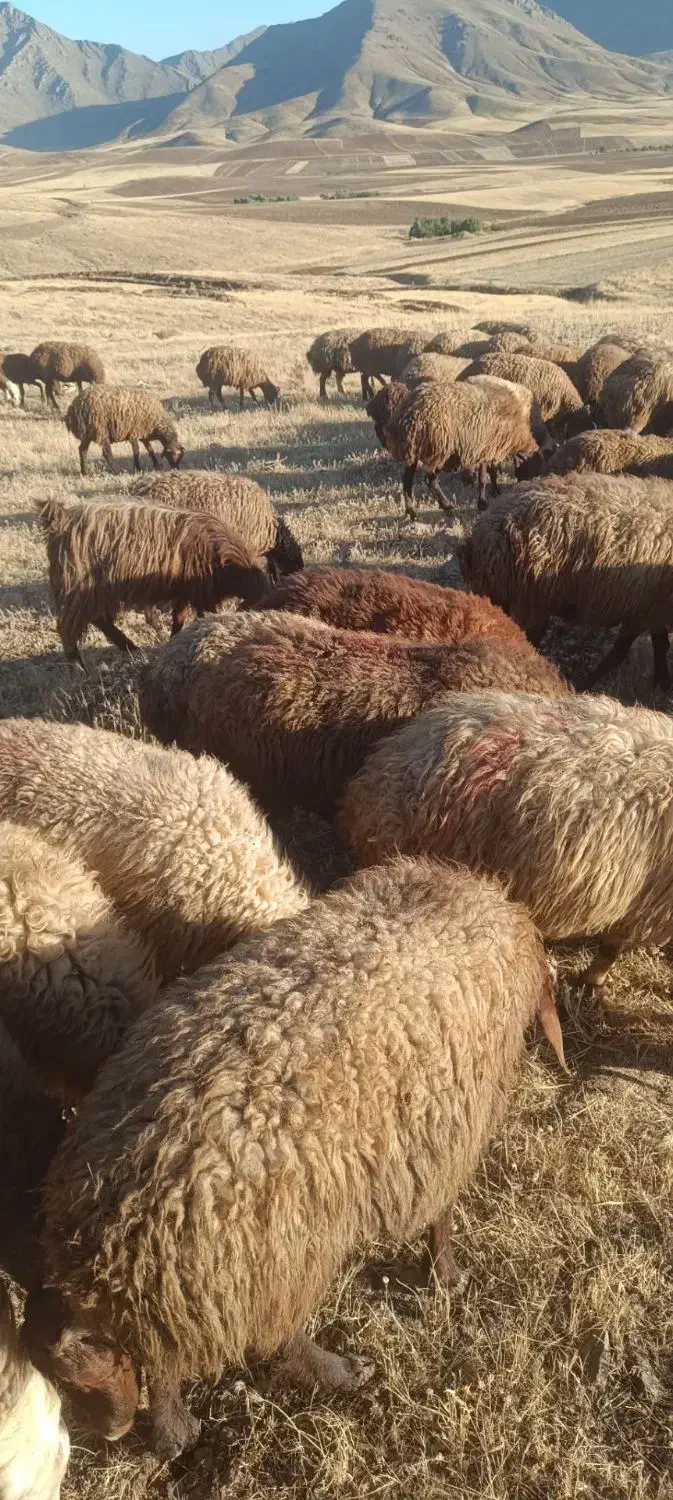 فروش میش وبره|حیوانات مزرعه|سنقر, |دیوار