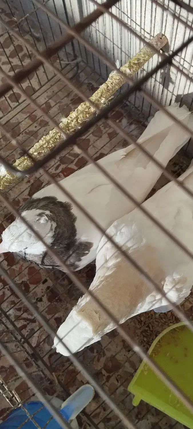 طوقی جوجه.جفت|پرنده|نیشابور, شریعتی|دیوار