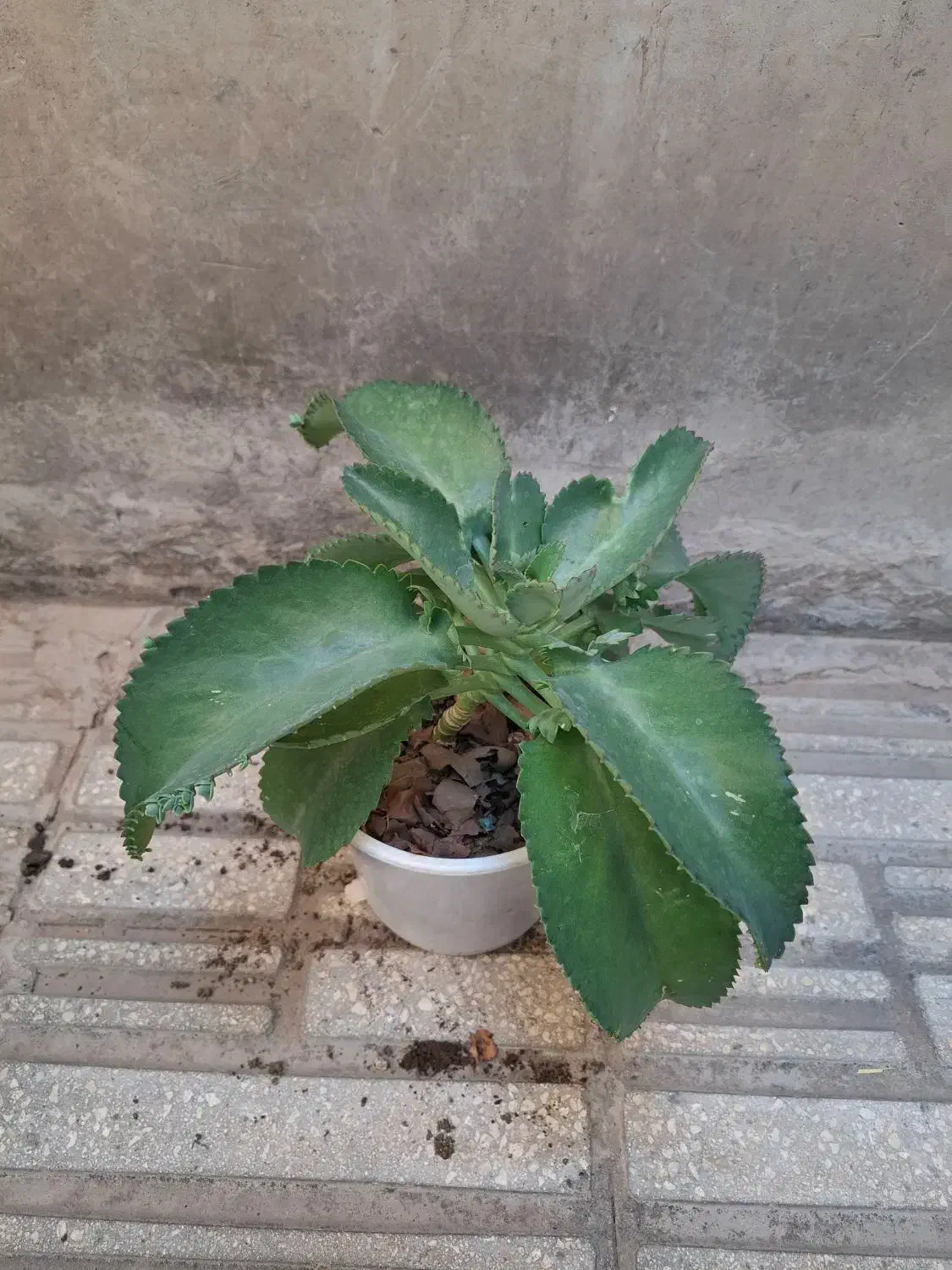 گل و گیاه طبیعی|گل و گیاه طبیعی|الوند, |دیوار