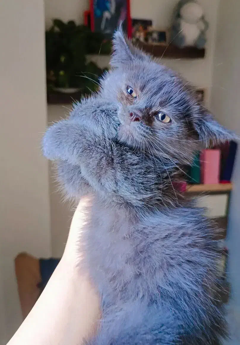 گربه ها|گربه|گرگان, |دیوار