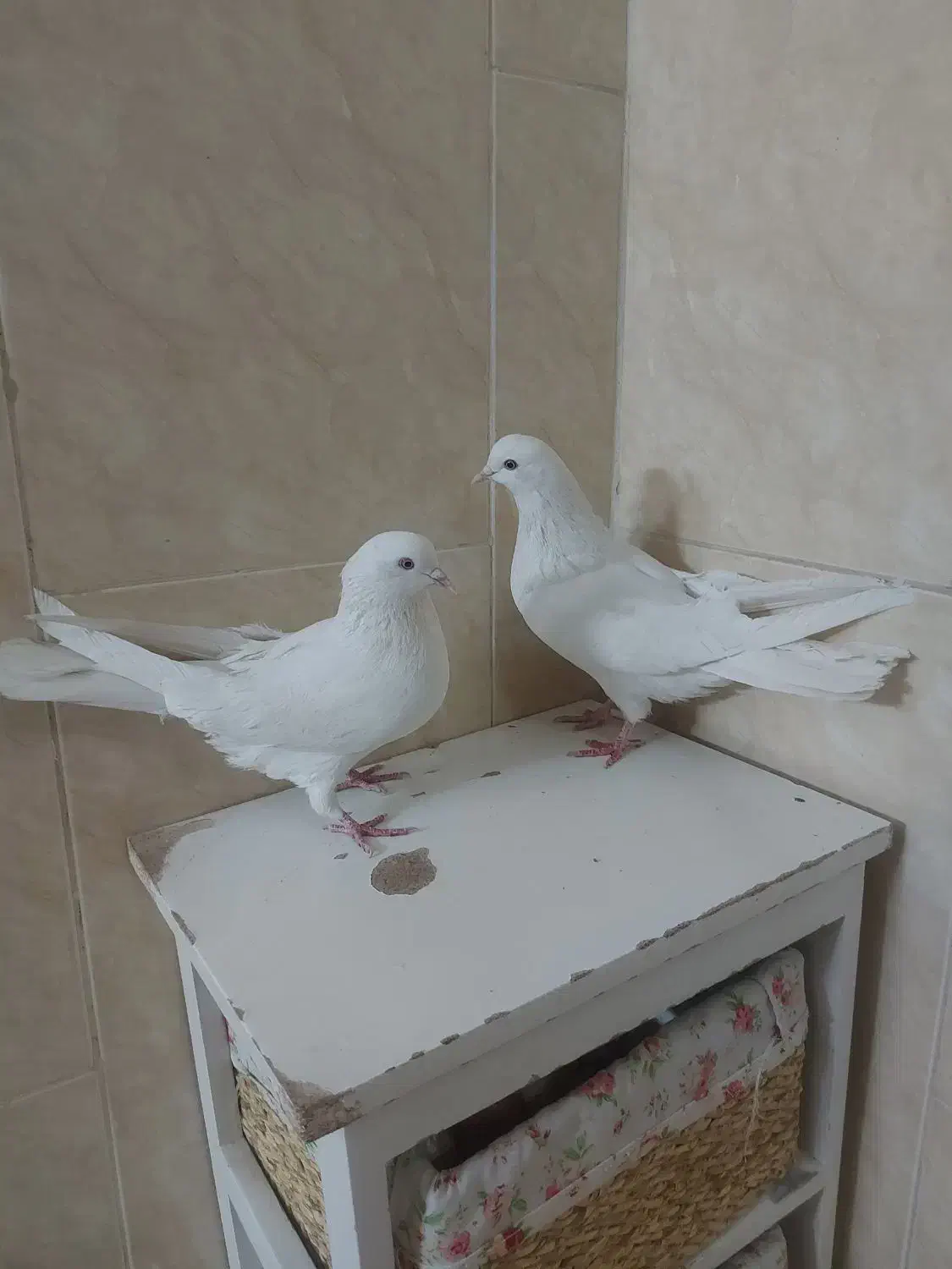 نرماد سفید|پرنده|خمینی‌شهر, |دیوار