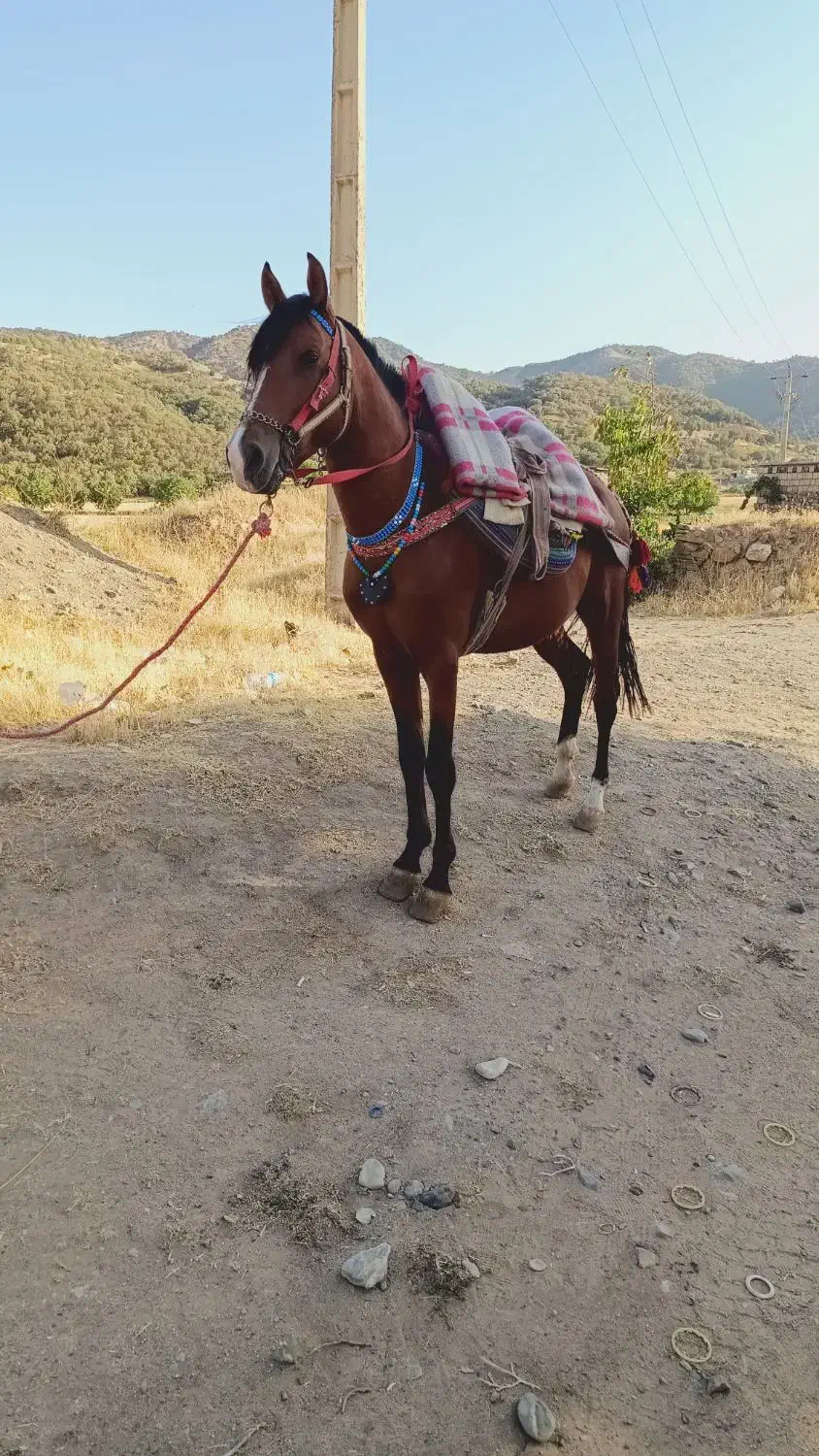 اسب کورد ۴ساله|اسب و تجهیزات اسب‌سواری|مریوان, |دیوار