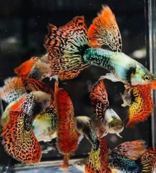 گوپی گاوی سوپر مولد در رنگ‌های متنوع|ماهی|مشهد, احمدآباد|دیوار