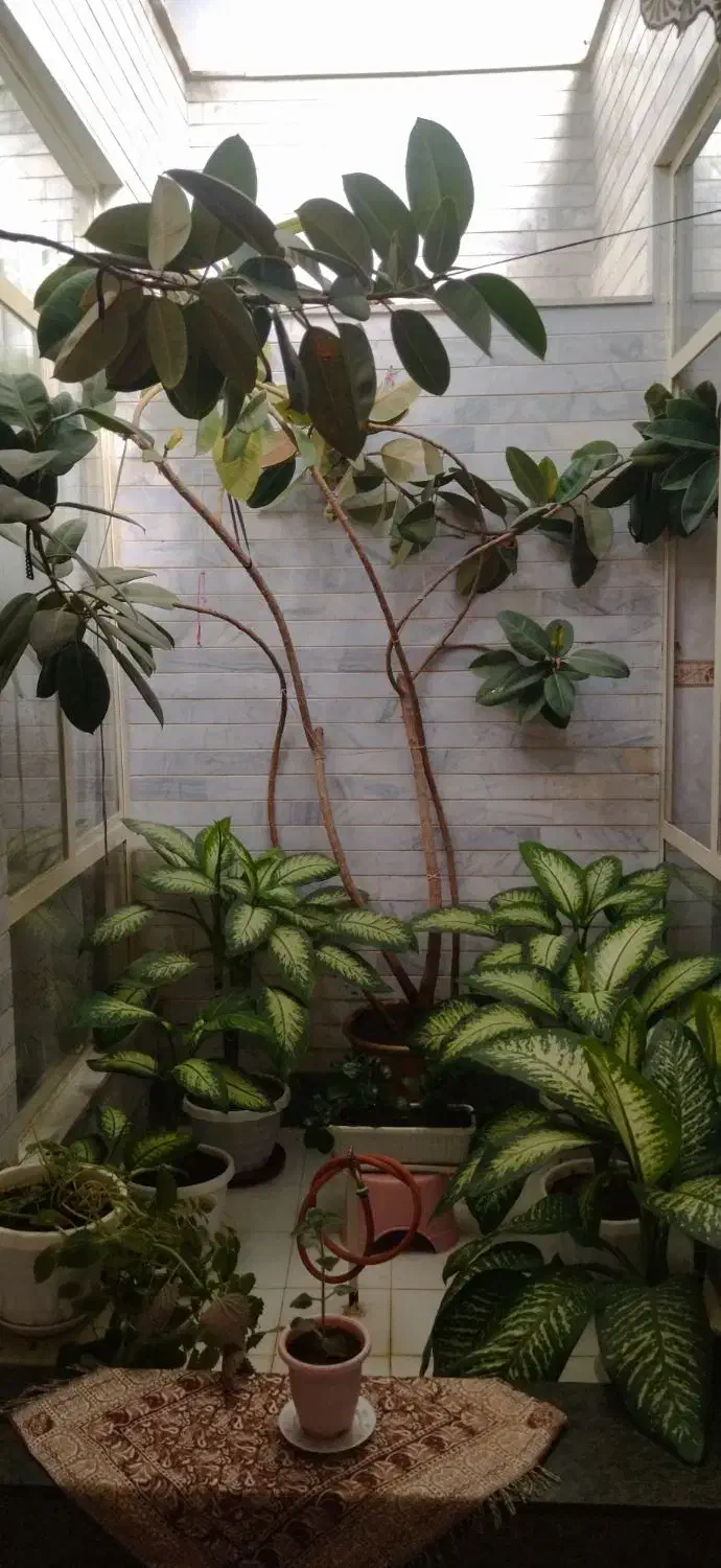 گل دیفین باخی بسیار زیبا بارشد خوب وعالی|گل و گیاه طبیعی|سنقر, |دیوار