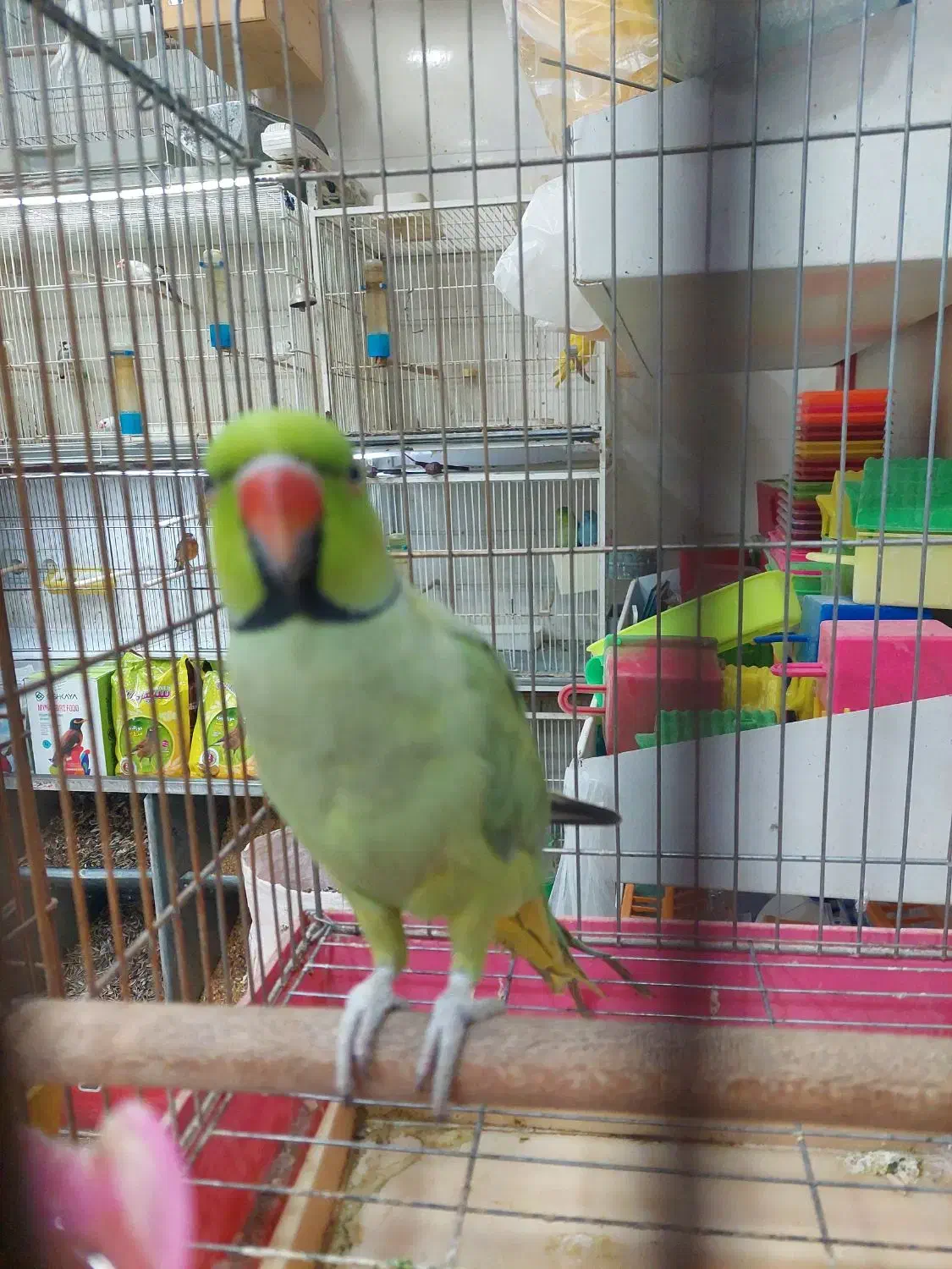 پرنده دستی سخنگو|پرنده|شیراز, شهرک پرواز|دیوار