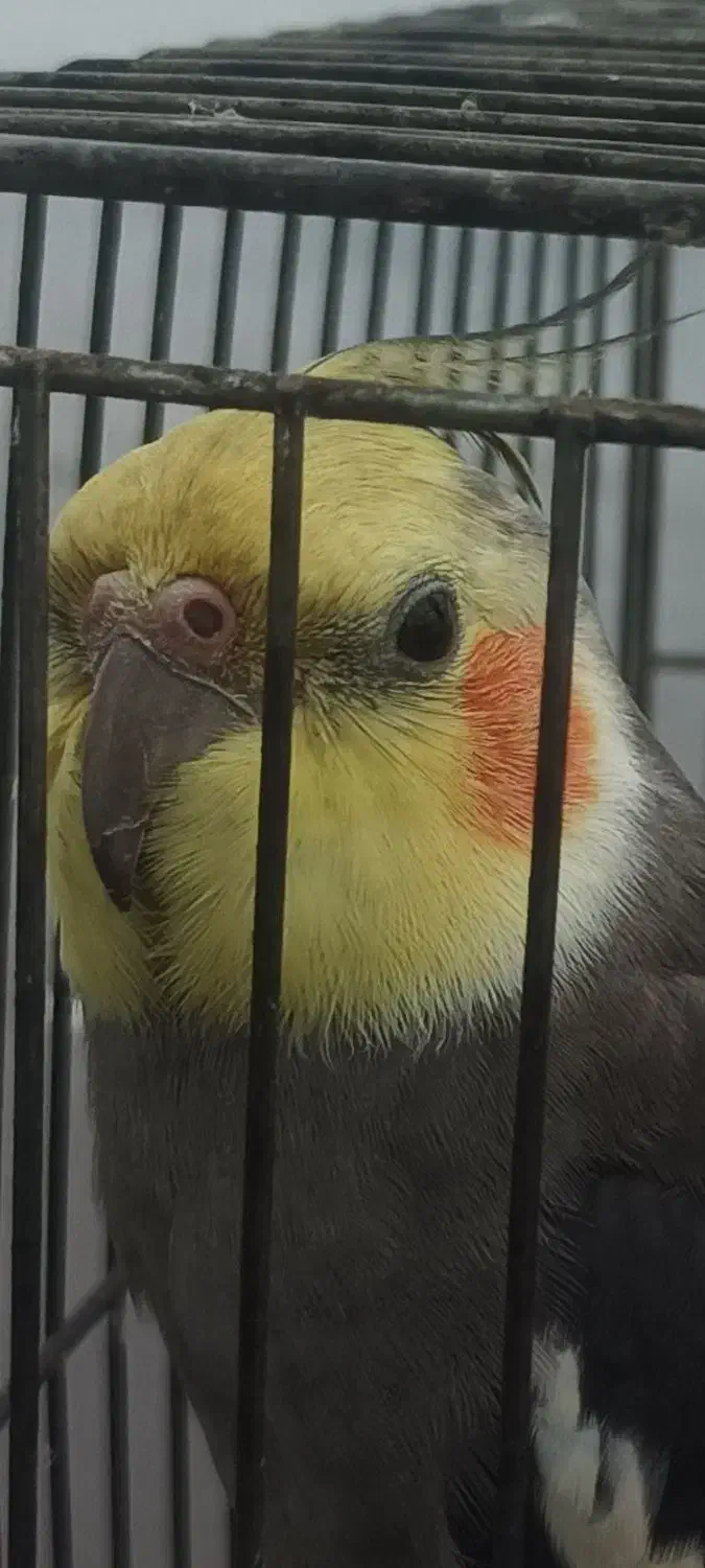 عروس هلندی گمشده در چابکسر|پرنده|چابکسر, |دیوار