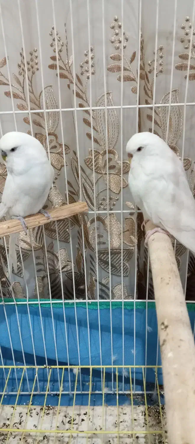 یک جفت مرغ آس برای جوجه کشی|پرنده|نقده, |دیوار