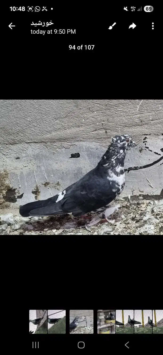 کفتر سینه باز قاره|پرنده|کرمانشاه, |دیوار