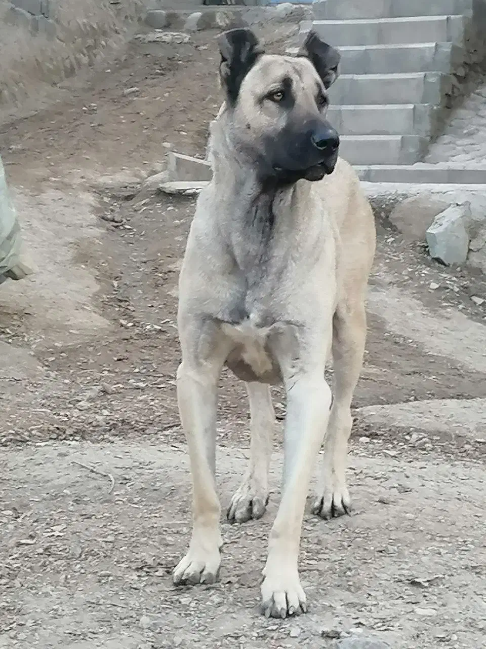 توله سرابی نر|سگ|سرخه حصار, |دیوار