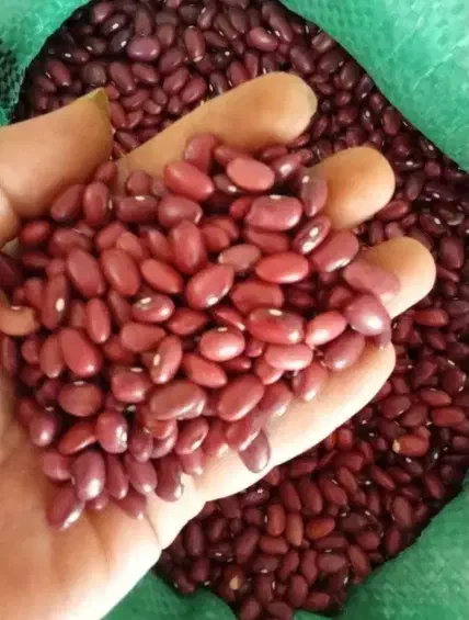 لوبیا چیتی|خوردنی و آشامیدنی|ارومیه, |دیوار