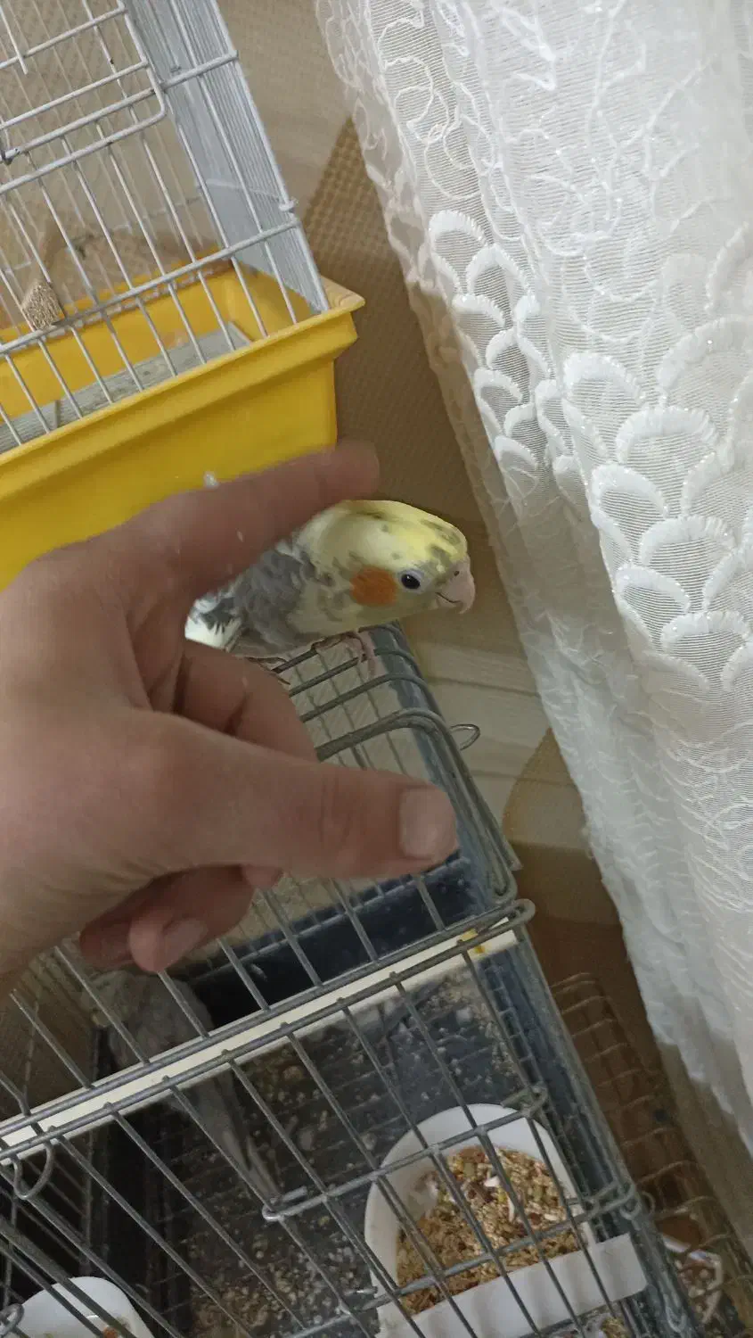 عروس هلندی|پرنده|تهران, باغ خزانه|دیوار