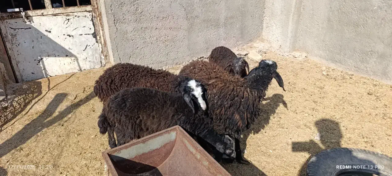 4راس بره نر تمیز سبک وزن|حیوانات مزرعه|کرج, شهرک شهرداری|دیوار