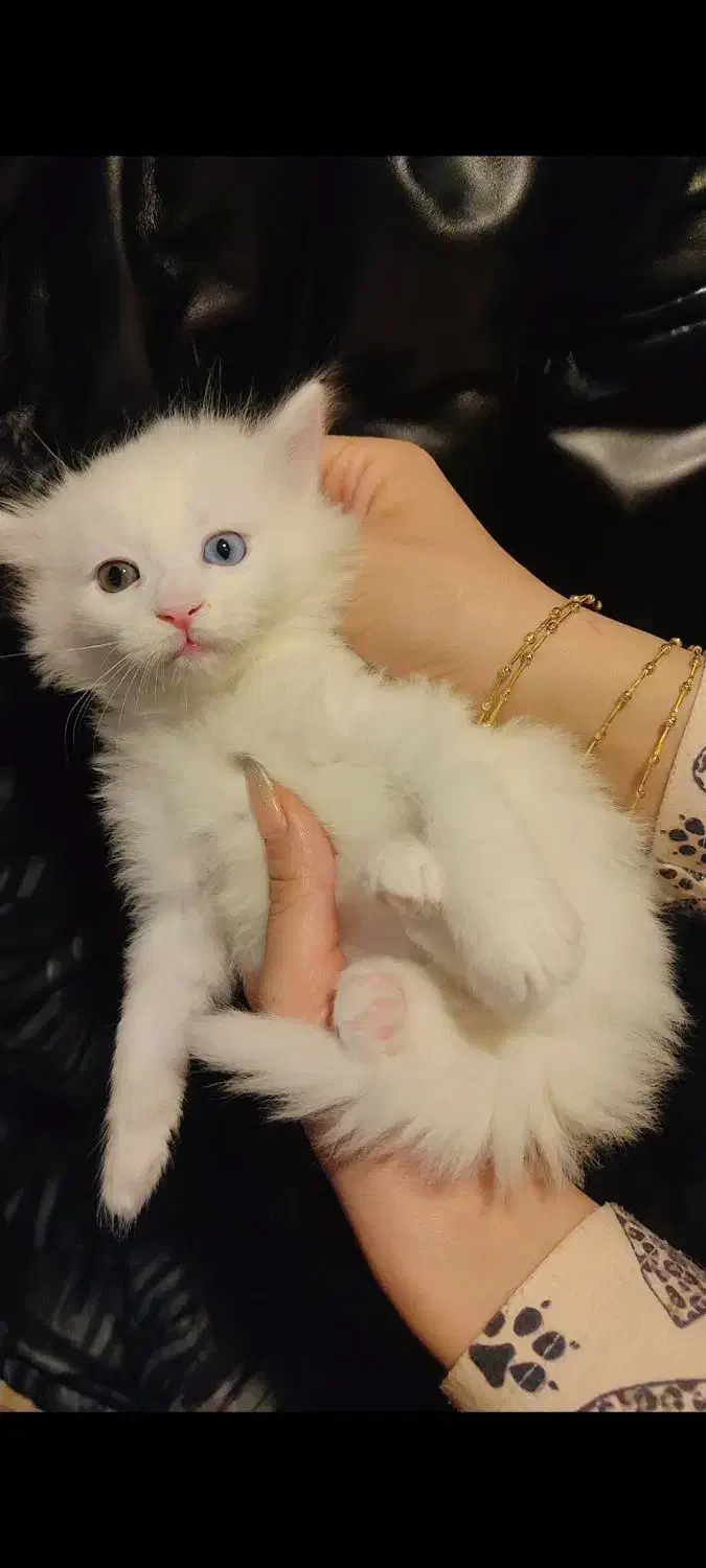 گربه بریتیش|گربه|ارومیه, |دیوار