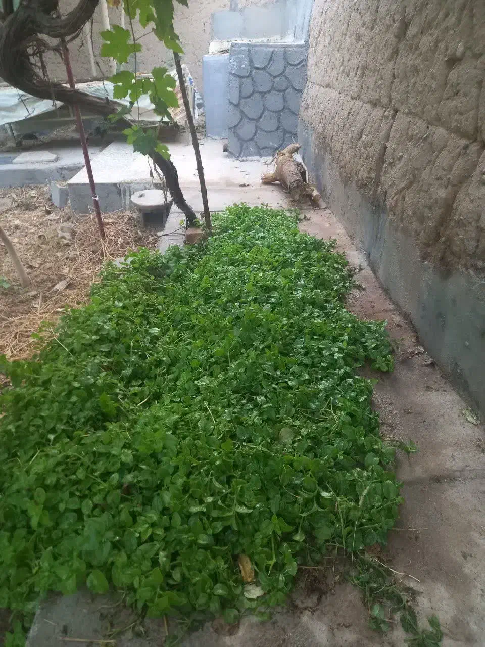 باغ خوش آب وهوا کوچه روبروی کباب شهریار(کمال آباد)|فروش خانه و ویلا|مهریز, |دیوار