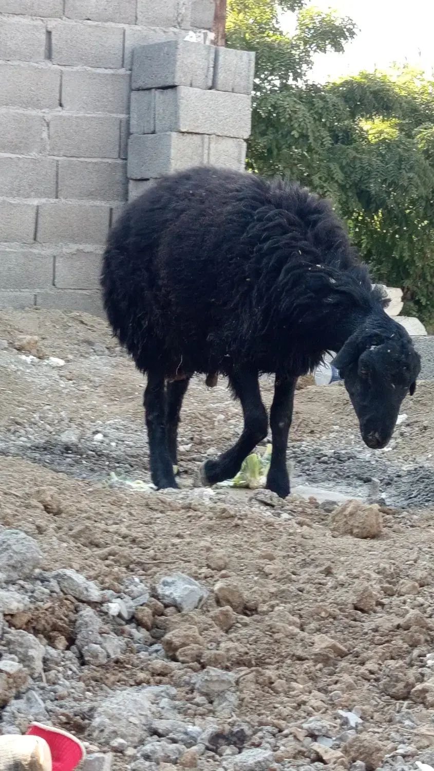 بره نر|حیوانات مزرعه|کوهسار (البرز), |دیوار