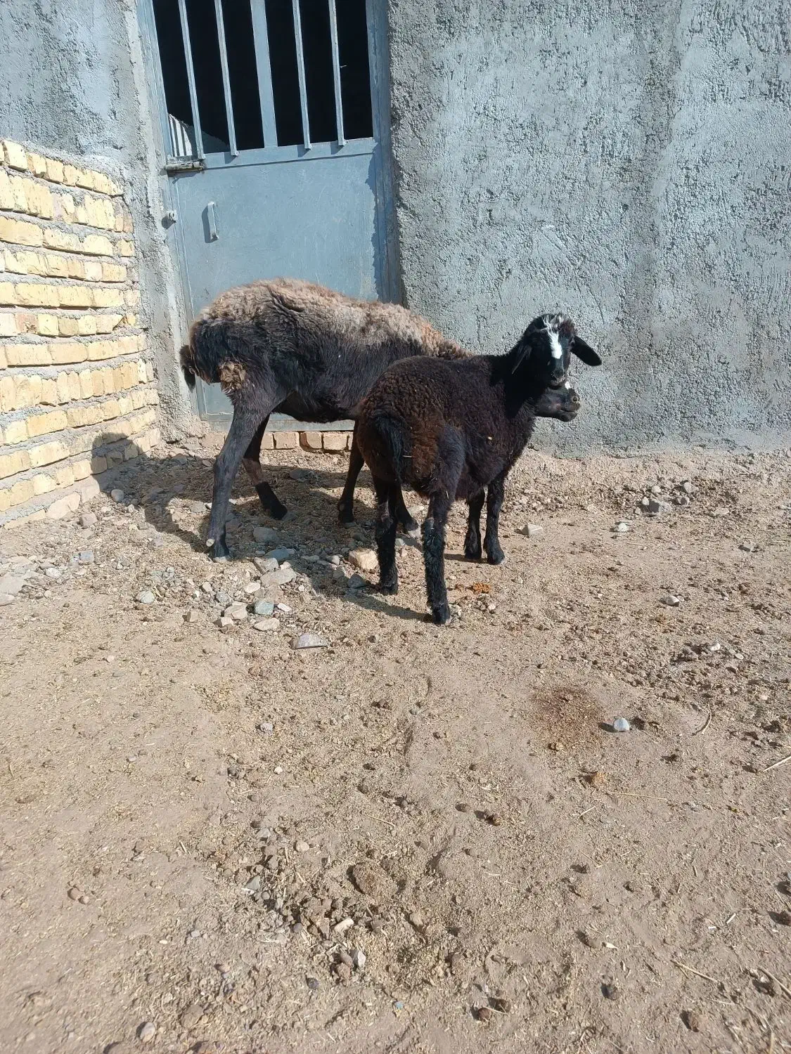 گوسفند بره دار|حیوانات مزرعه|بشاریات, |دیوار