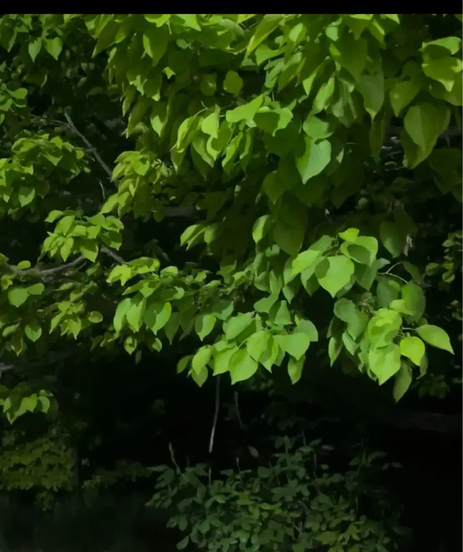 خونه باغ کوهستان|فروش خانه و ویلا|زرند, |دیوار