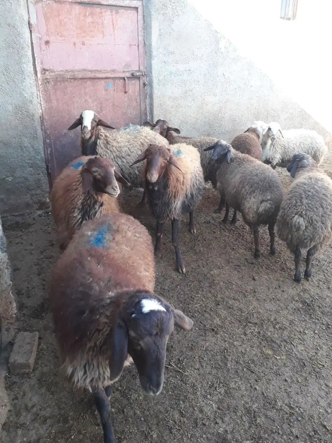 ۹ عدد بره ۵ تا ماده ۴ تا نر|حیوانات مزرعه|گل تپه, |دیوار