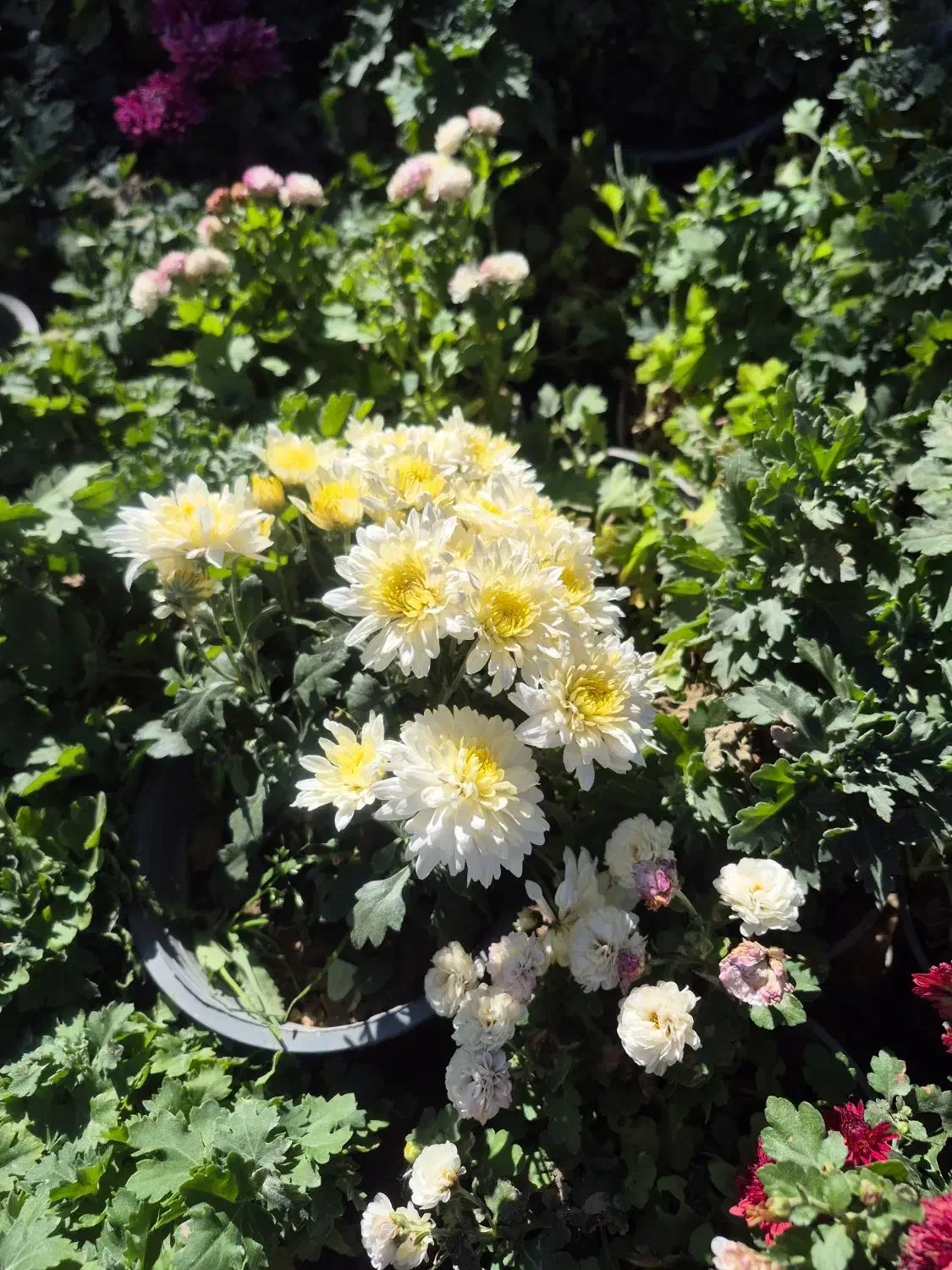 گل داوودی و فصلی *گلخانه من *|گل و گیاه طبیعی|بیرجند, |دیوار