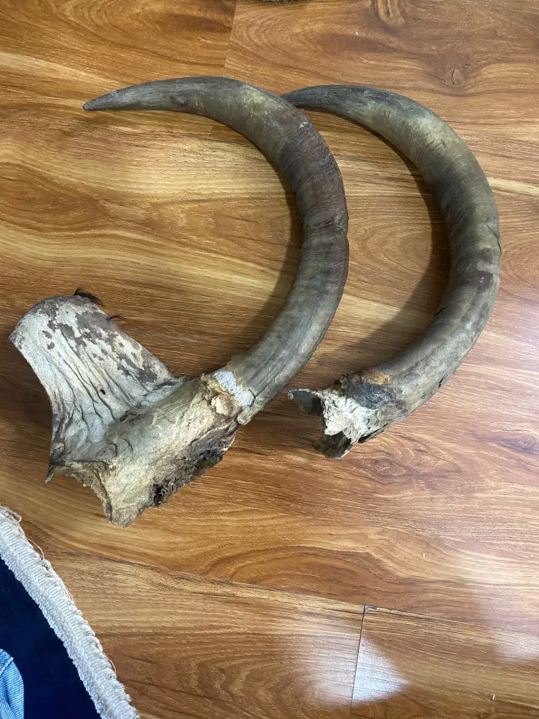 شاخ|کلکسیون اشیاء عتیقه|شهر ری, سیزده آبان|دیوار