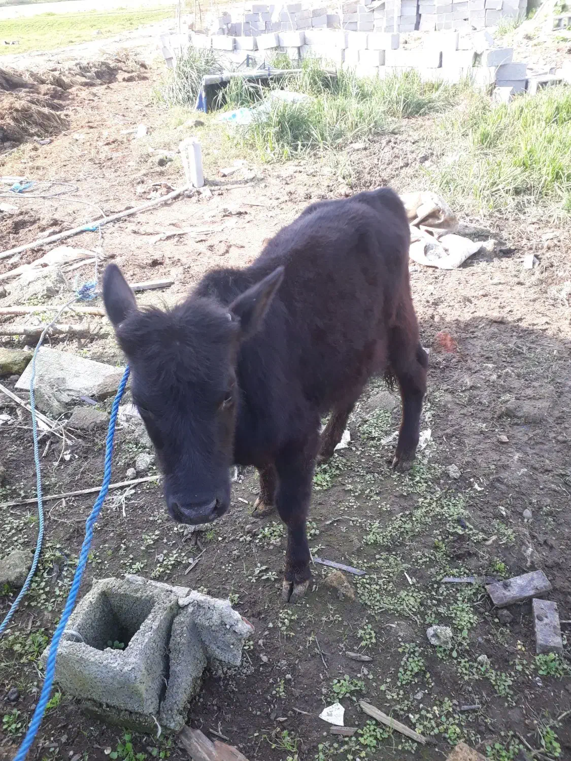 ورزا کوله چالوسی فوق العاده جنس لیشه گاو|حیوانات مزرعه|رشت, حومه رشت|دیوار