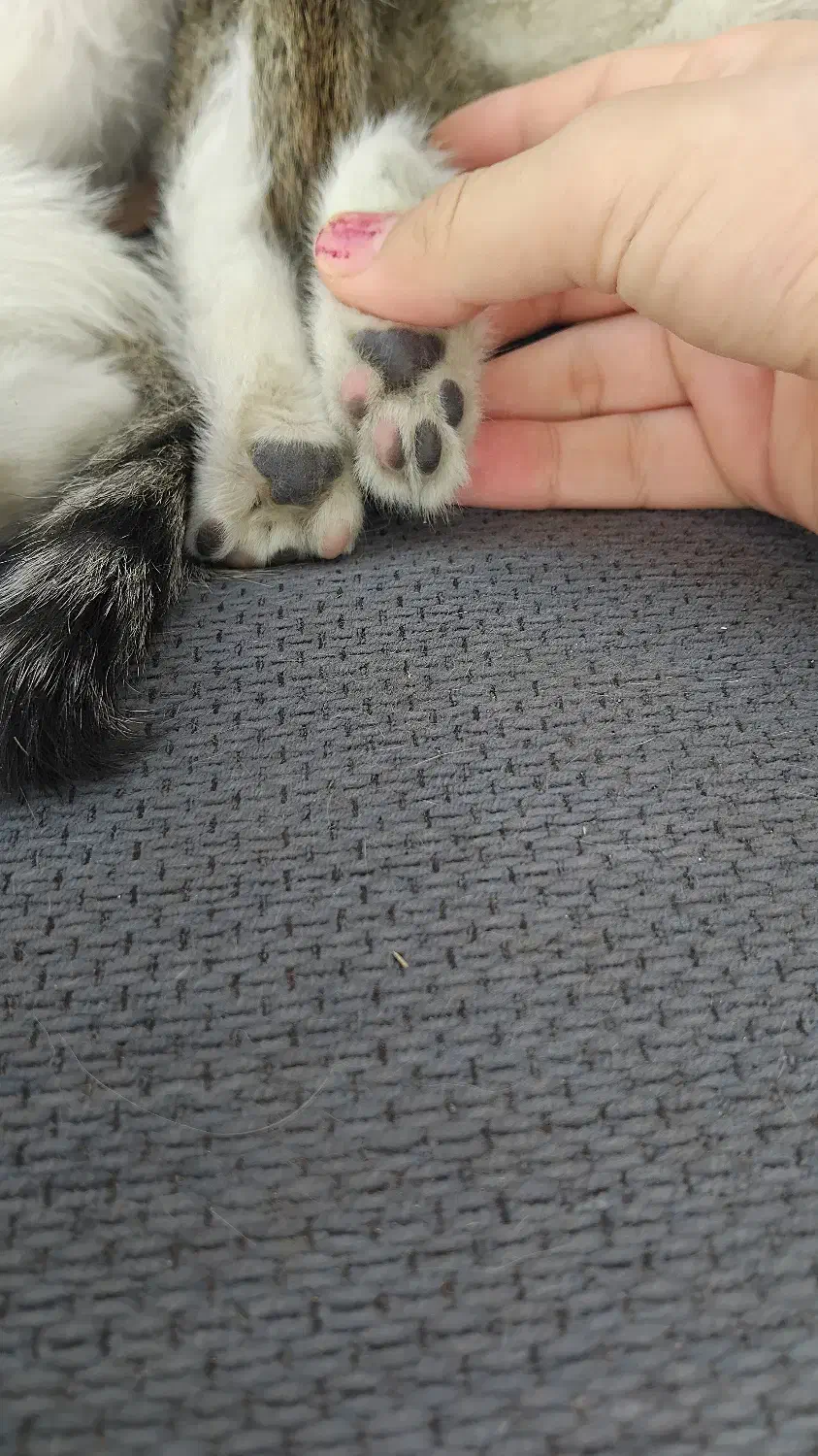 واگذاری گربه مادر و بچه|گربه|خرم‌آباد, |دیوار