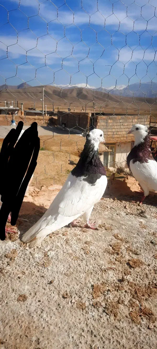 کبوتر...|پرنده|نیشابور, مازول|دیوار