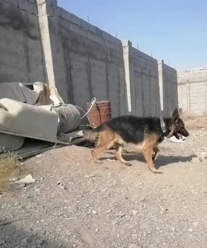 توله ژرمن شپرد اصیل|سگ|تهران, فرحزاد|دیوار