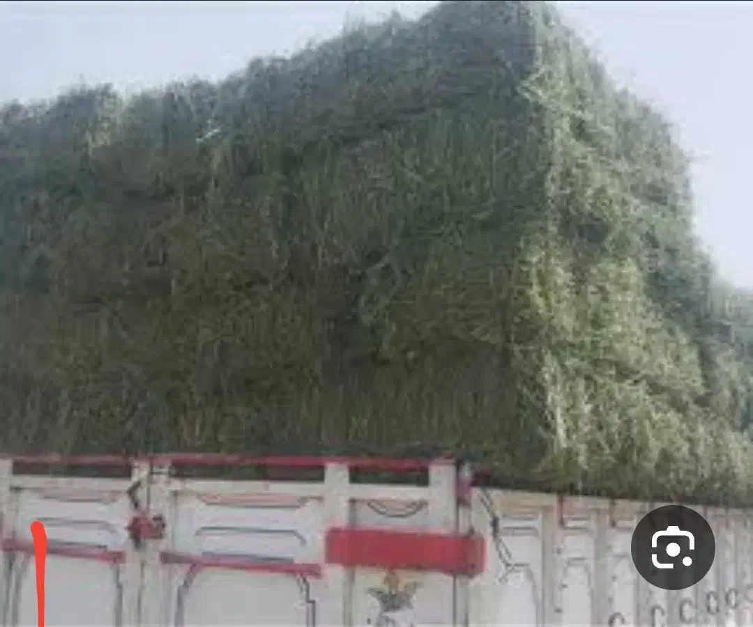 بیده انباری خشک|حیوانات مزرعه|بردسیر, |دیوار