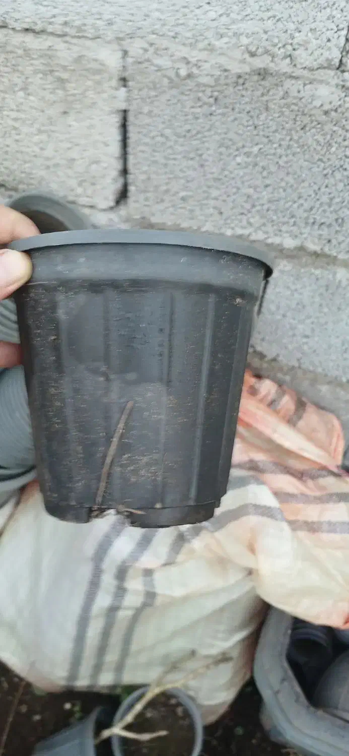 گلدان پلاستیکی|گل و گیاه طبیعی|بندر انزلی, گمرک|دیوار