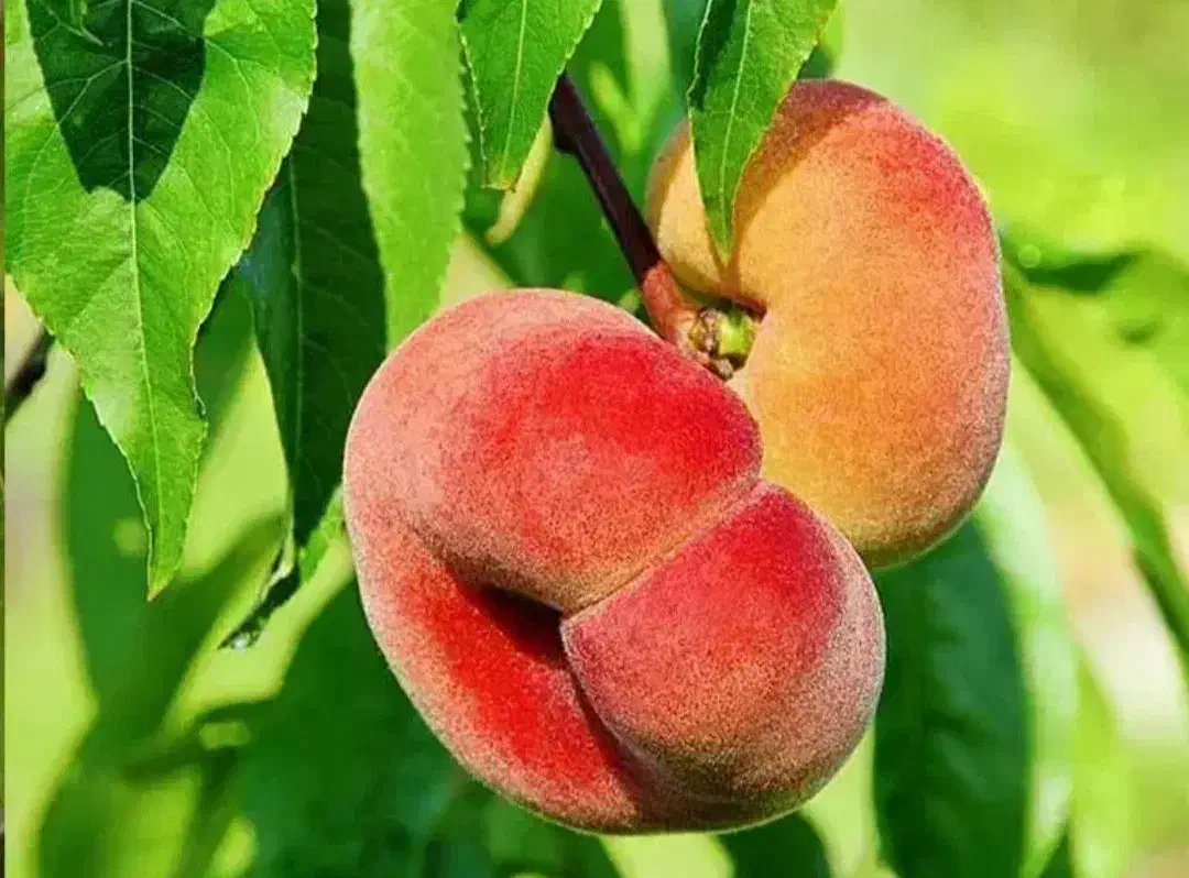 نهالستان قطب صنوبر در غرب کشور تظمینی درجه یک|خدمات باغبانی و درختکاری|مهاباد (آذربایجان غربی), |دیوار