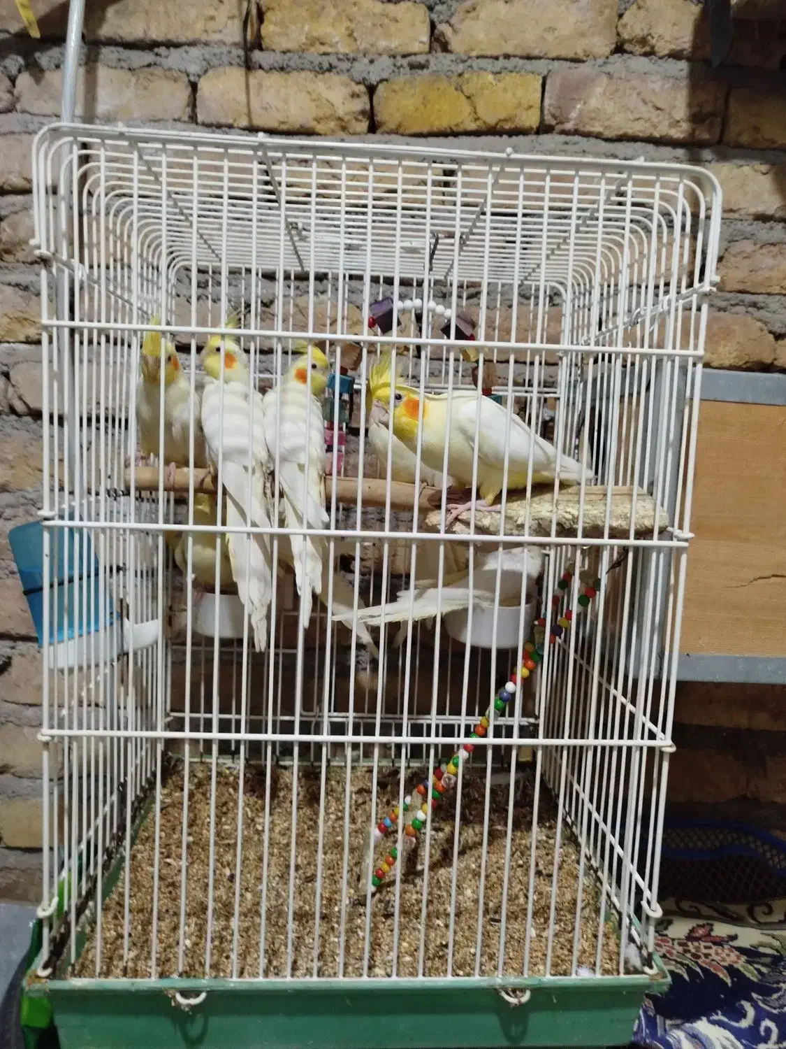 عروس هلندی|پرنده|اقبالیه, |دیوار