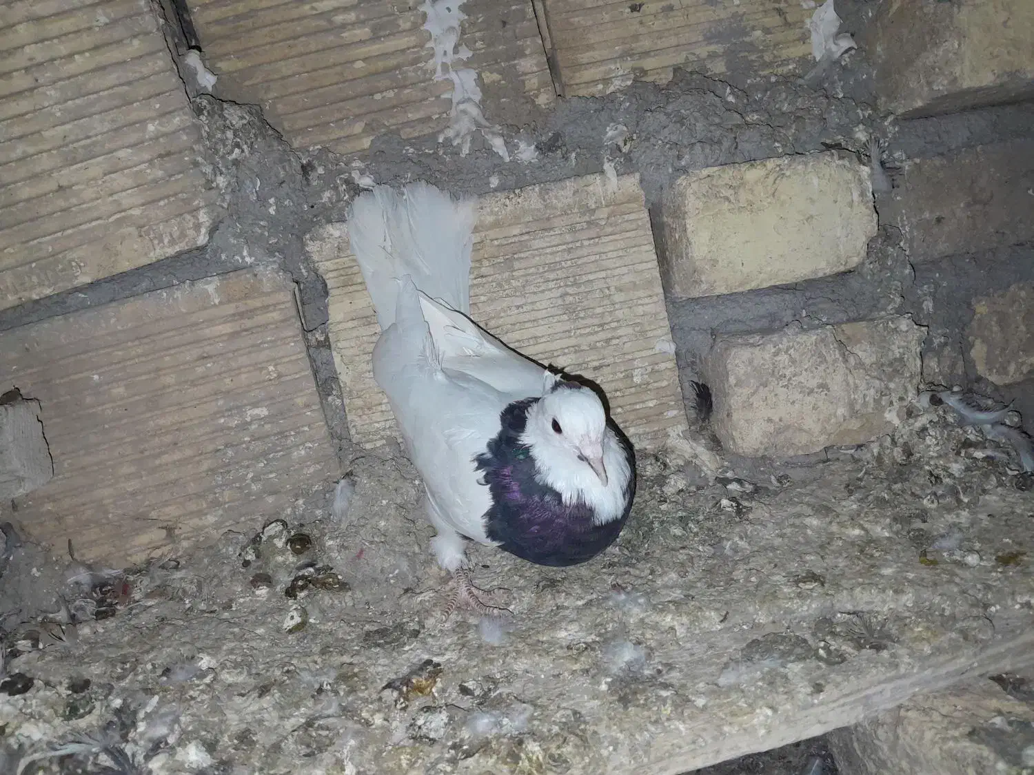 طوقی|پرنده|لاران, |دیوار