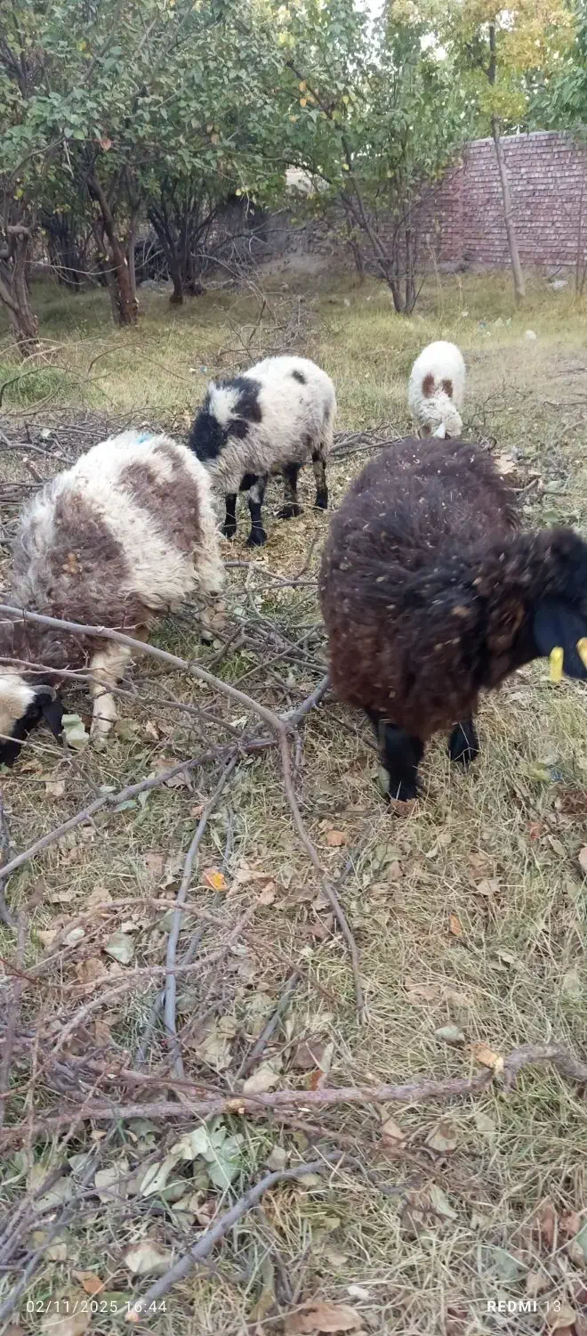 گوسفند میش و بره|حیوانات مزرعه|رابر, |دیوار