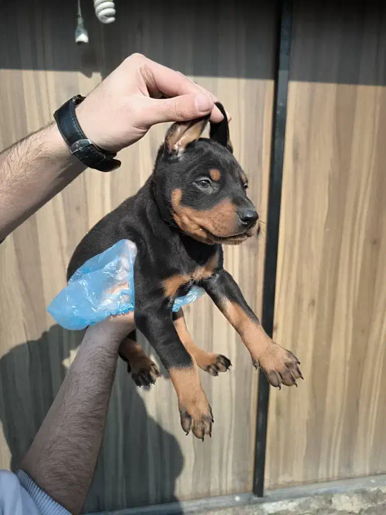 سگ دبرمن|سگ|کرج, گوهردشت|دیوار