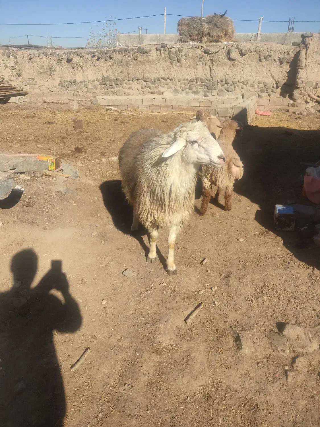 ارشق|حیوانات مزرعه|ارشق, |دیوار