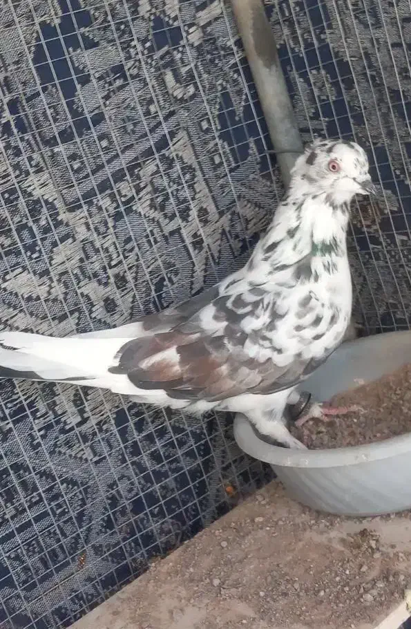 کفتر|پرنده|میبد, |دیوار