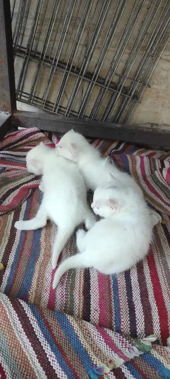 گربه اسکاتیش باتوله هاش|گربه|مشهد, شهید شهریاری|دیوار