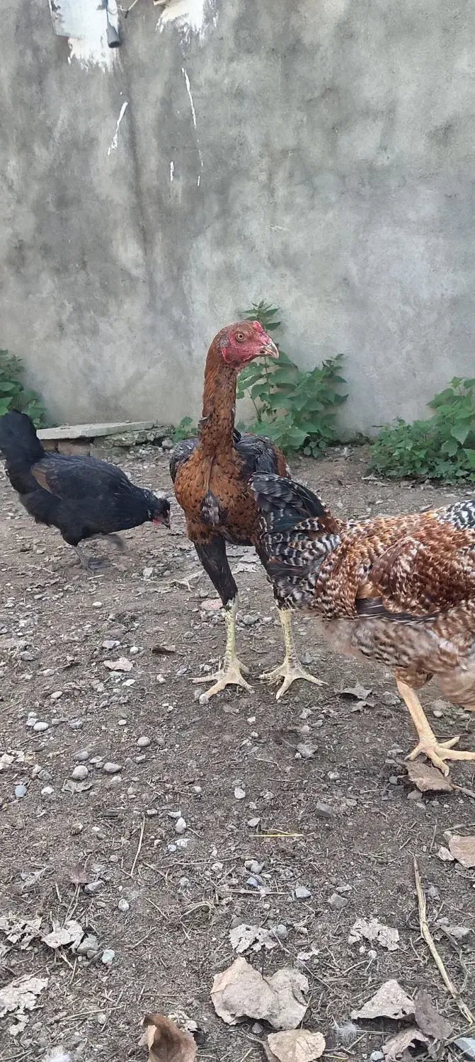 جوجه خروس لاری و محلی|حیوانات مزرعه|قائمشهر, |دیوار