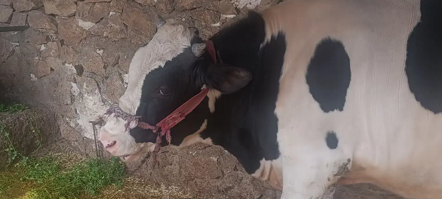 گاو|حیوانات مزرعه|رستم, |دیوار