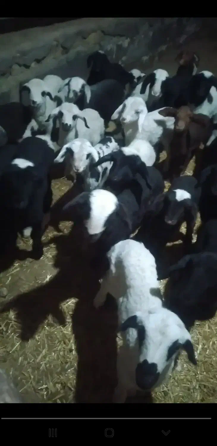 میش زاییده|حیوانات مزرعه|دلیجان, |دیوار