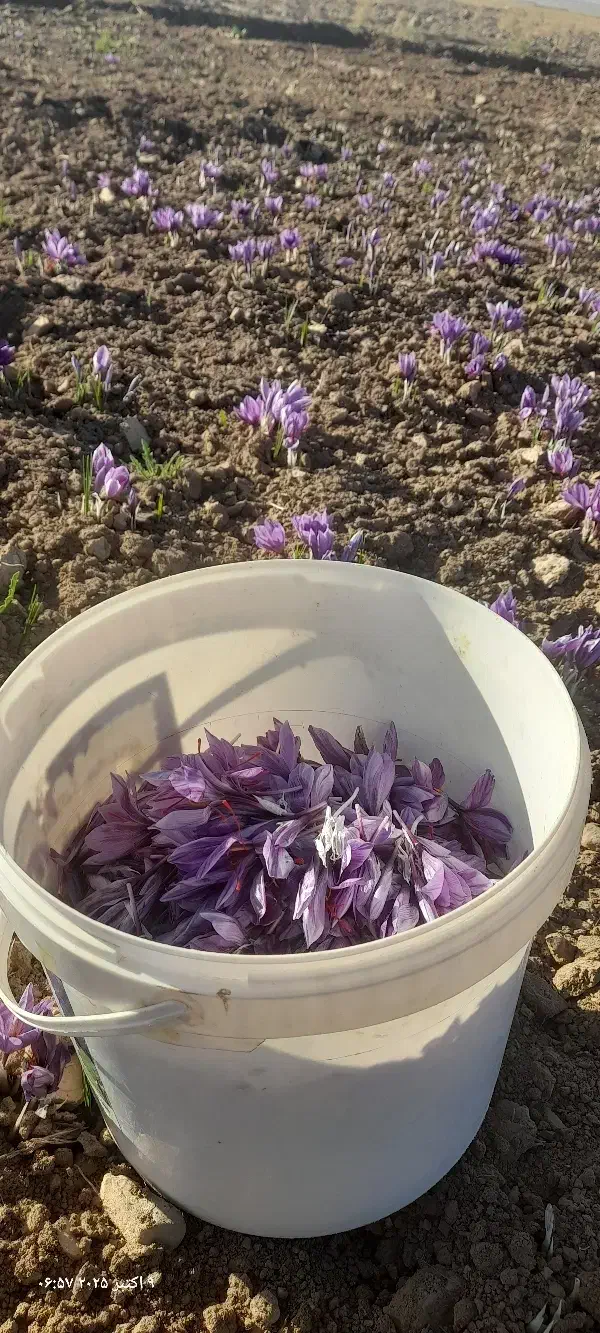 گل زعفران درجه یک شهرستان زاوه|خوردنی و آشامیدنی|زاوه, |دیوار