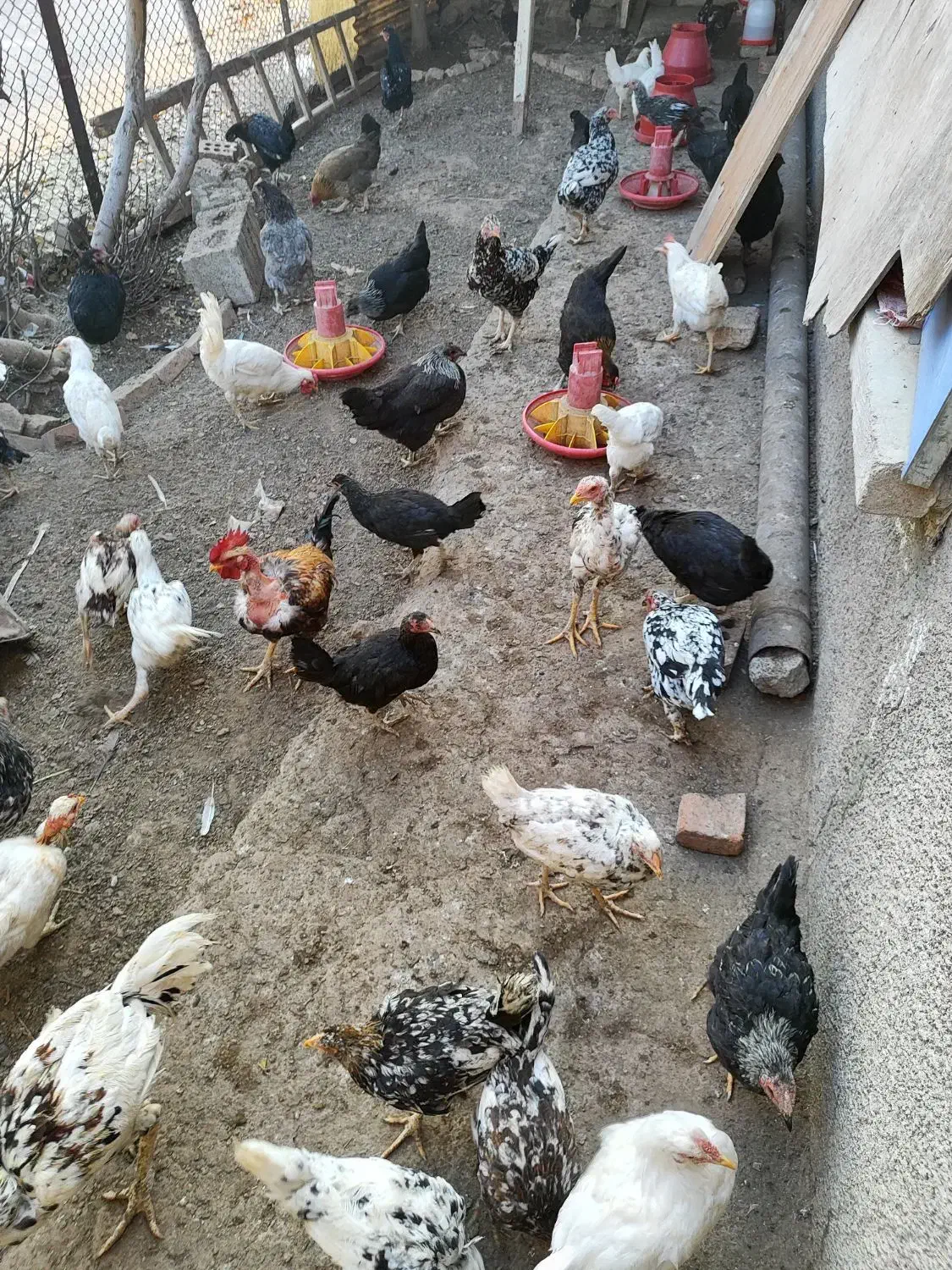 چندتا جوجه ۶ماهه رسمی ولاری به فروش میرسه|حیوانات مزرعه|اسلامشهر, مطهری|دیوار