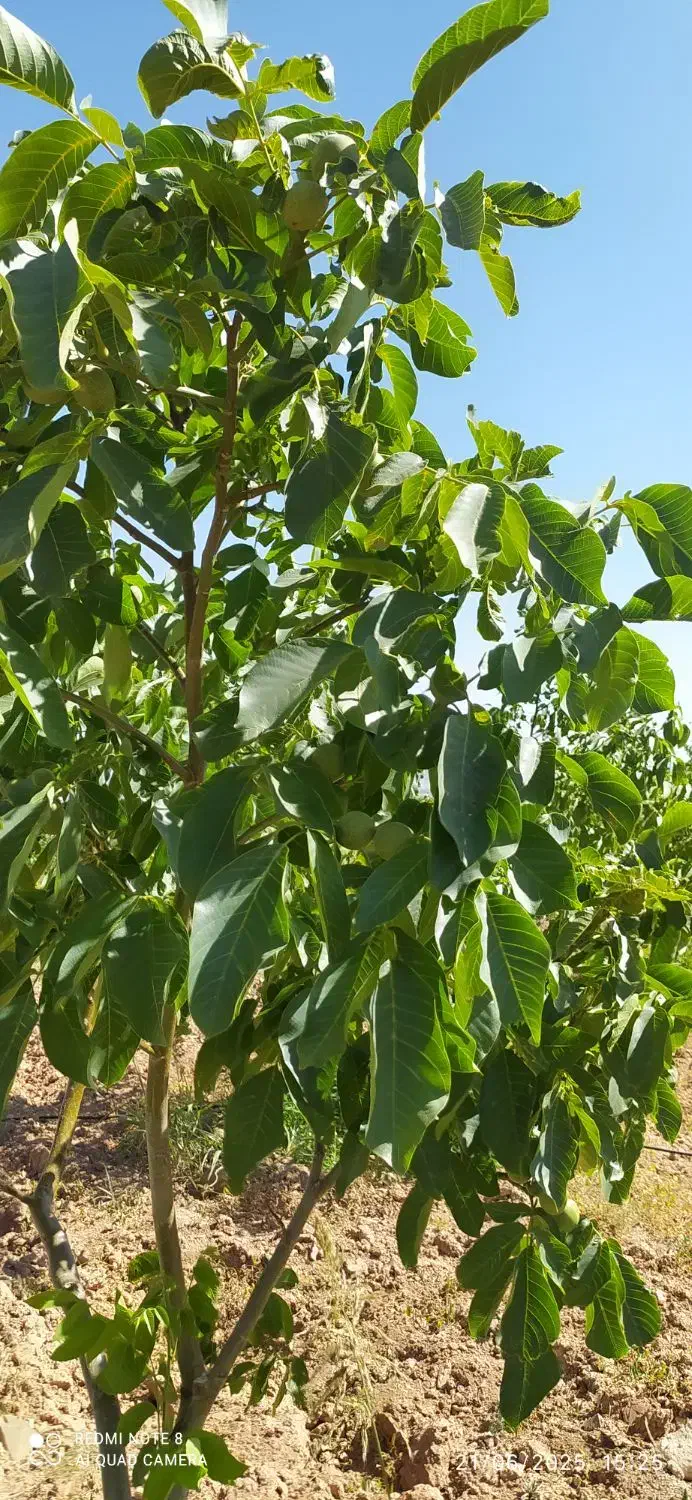 باغ گردویی مناسب برای سرمایه گذاری|فروش زمین و ملک کلنگی|سامان, |دیوار