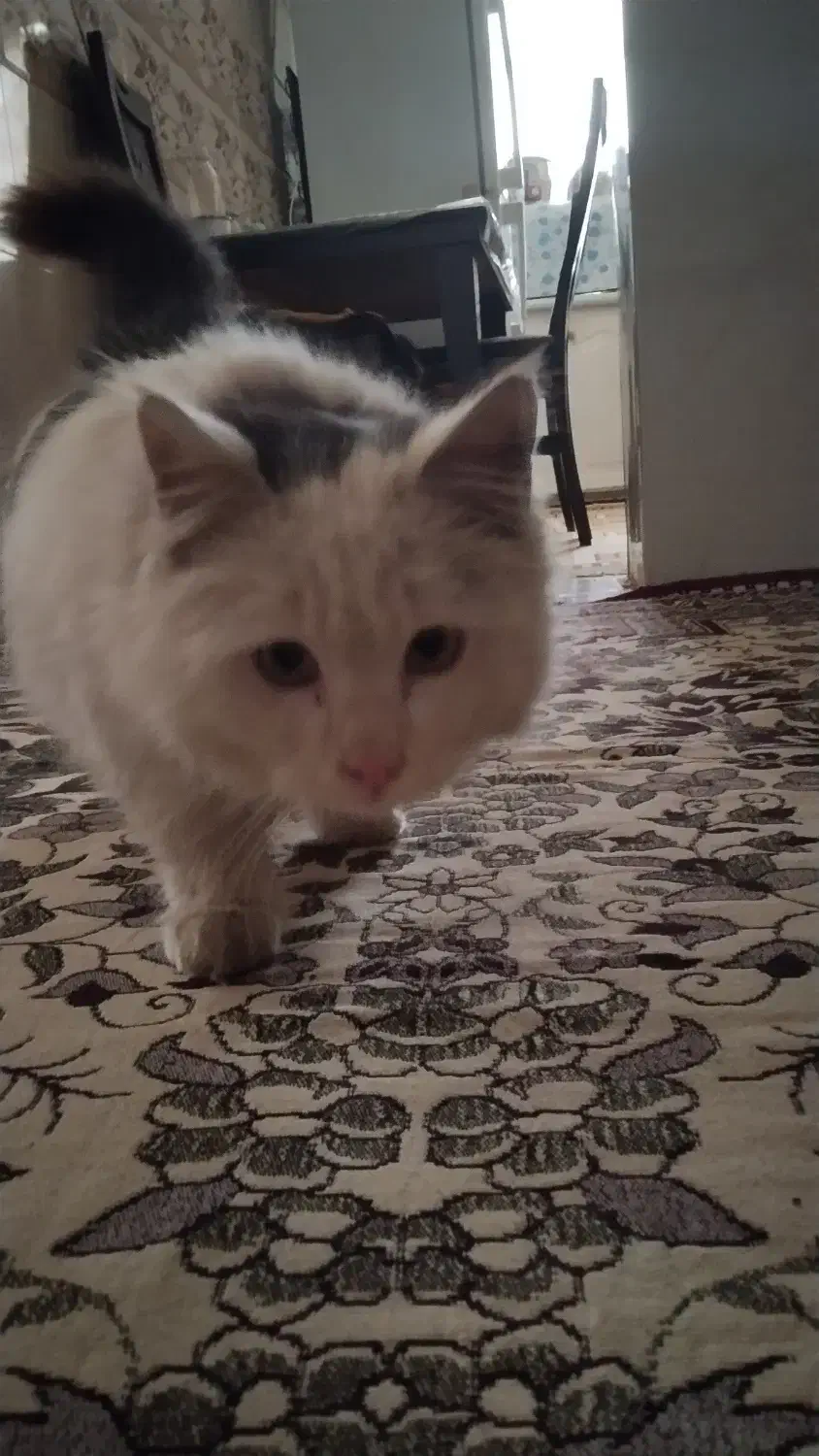 گربه مین کون سفید ماده|گربه|مشهد, پورسینا|دیوار