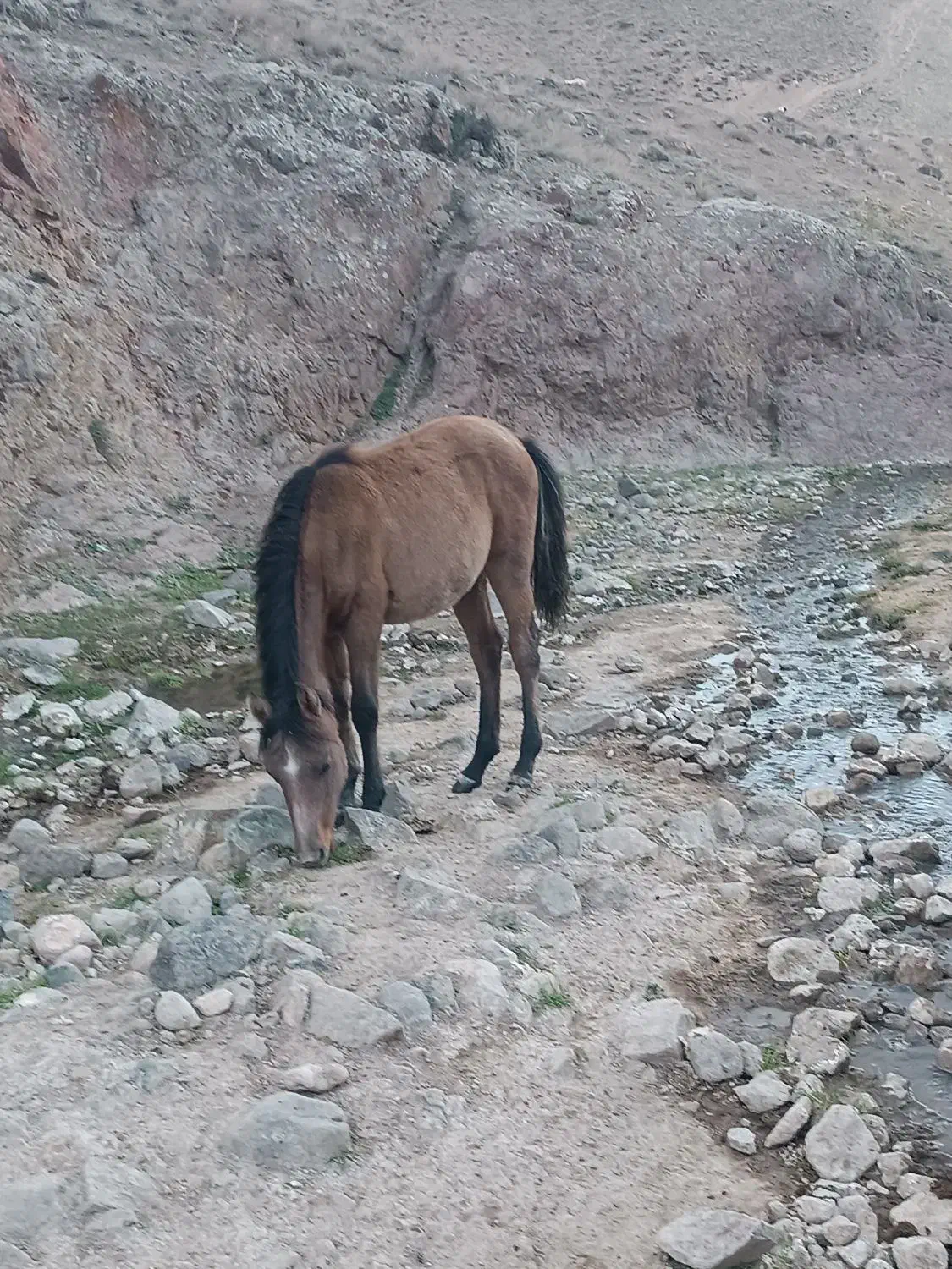 اسب|اسب و تجهیزات اسب‌سواری|مشگین شهر, |دیوار