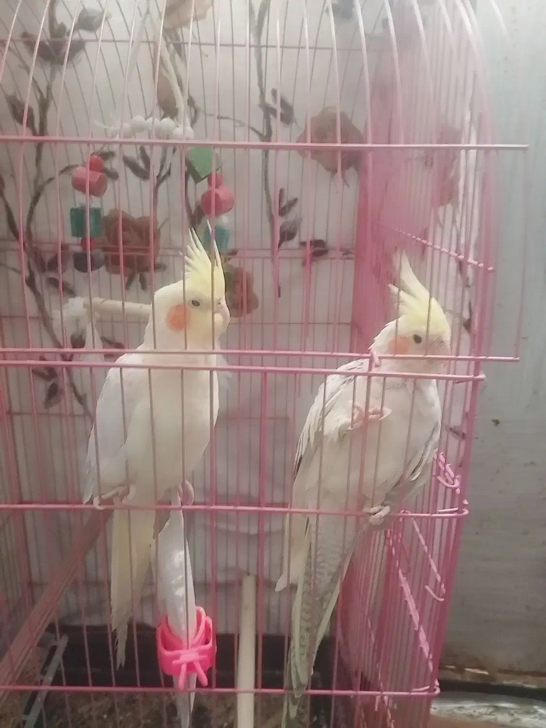 عروس هلندی|پرنده|سیسخت, |دیوار