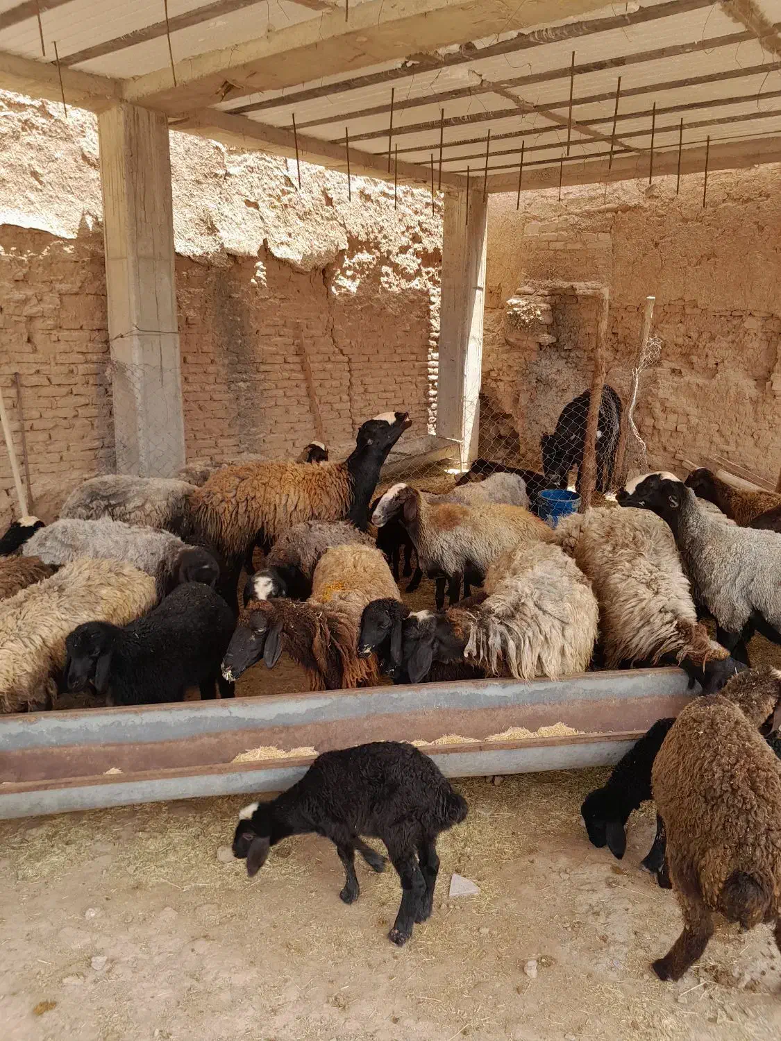 بره میش بز بزغاله|حیوانات مزرعه|دشتابی, |دیوار